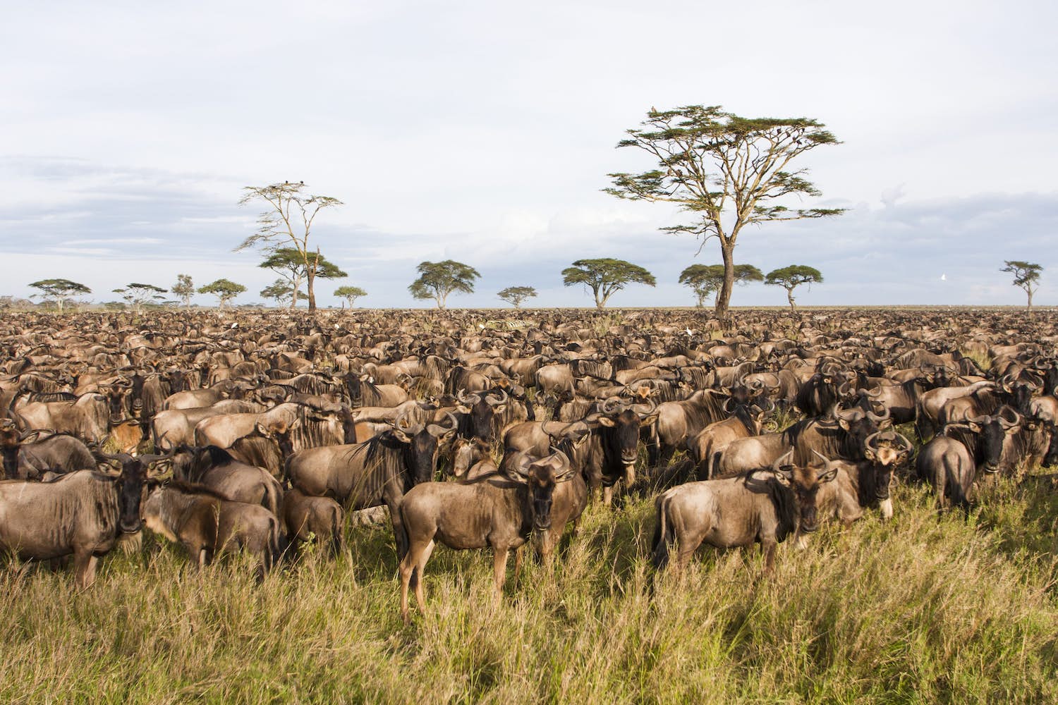 serengeti national park42